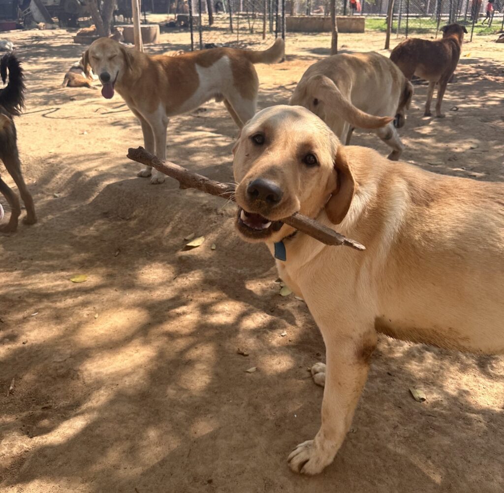 dog sanctuary, animal rescue, animal welfare