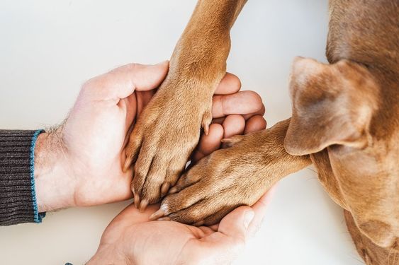 How You Can Support Stray Dog Welfare Efforts