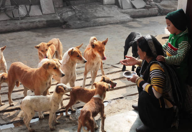 Stray Dogs Are Our Shared Social Responsibility