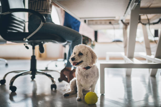 Positive Environment for Office Dogs