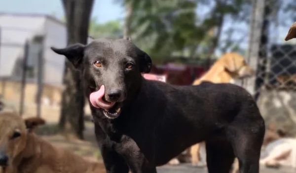 Rescue Dogs at Shelter