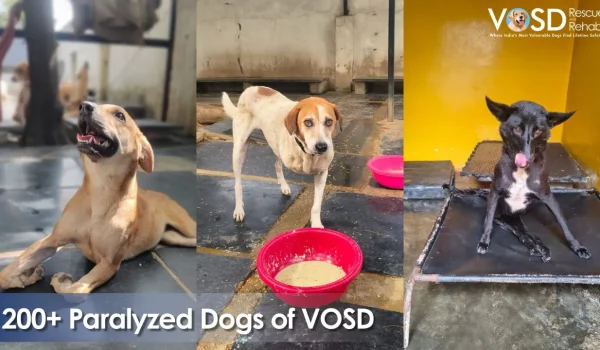 paralysed dogs